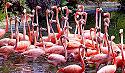 Pink Flamingos