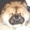 Puppy Chow Chow