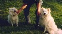 Sammy and Petey